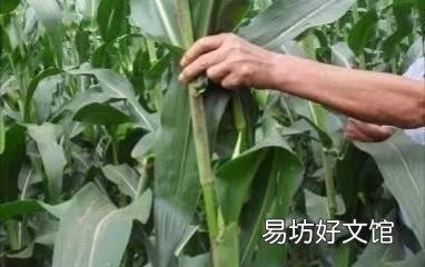玉米空杆有什么危害?有哪些防防治措施?
