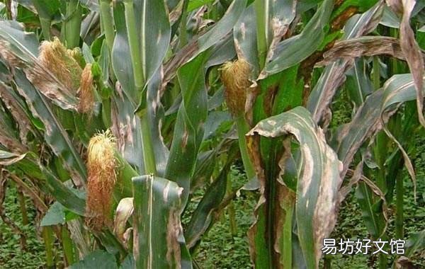 玉米空杆有什么危害?有哪些防防治措施?