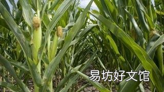 玉米空杆有什么危害?有哪些防防治措施?
