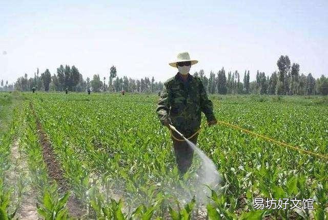 玉米空杆有什么危害?有哪些防防治措施?