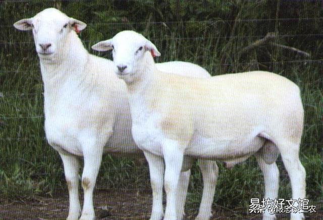 羊的价格2021年会下跌吗?