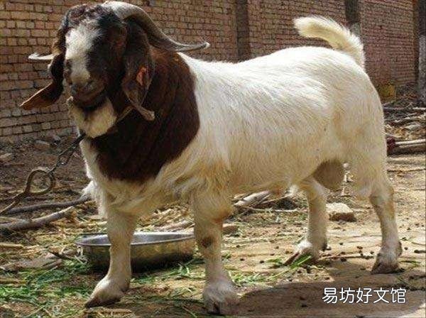羊的价格2021年会下跌吗?