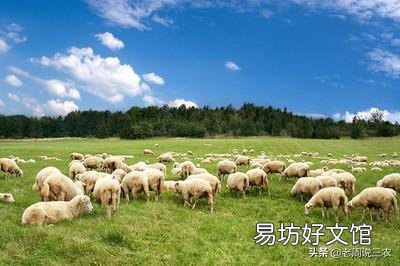 羊的价格2021年会下跌吗?