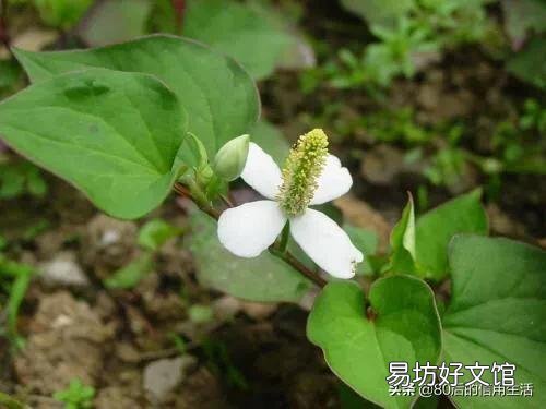 折耳根会开花吗？