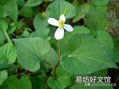 折耳根会开花吗？