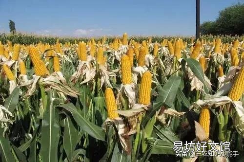 玉米种植要实现高产,田间管理需要注意些什么?