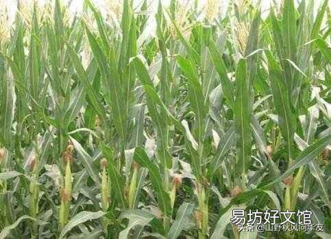 玉米种植要实现高产,田间管理需要注意些什么?