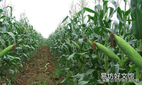 玉米种植要实现高产,田间管理需要注意些什么?