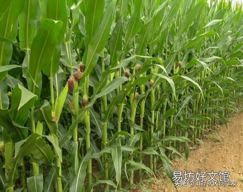 玉米种植要实现高产,田间管理需要注意些什么?