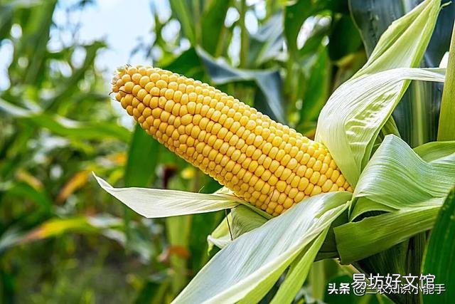 玉米种植要实现高产,田间管理需要注意些什么?