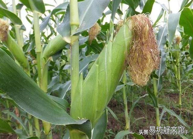 玉米种植要实现高产,田间管理需要注意些什么?