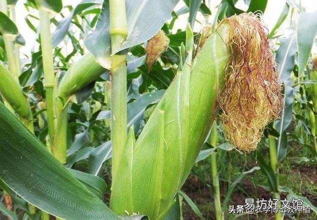 玉米种植要实现高产,田间管理需要注意些什么?
