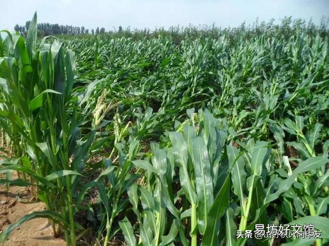 玉米种植要实现高产,田间管理需要注意些什么?