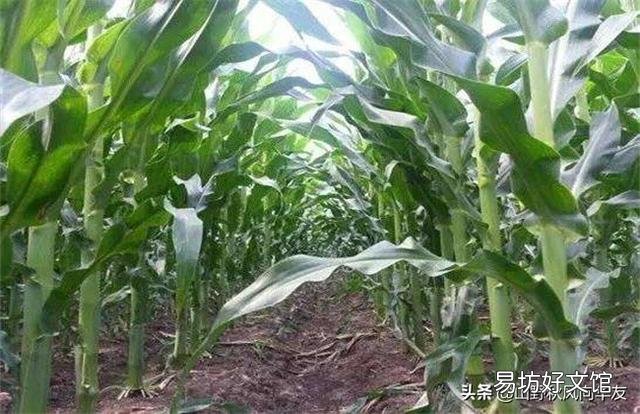 玉米种植要实现高产,田间管理需要注意些什么?