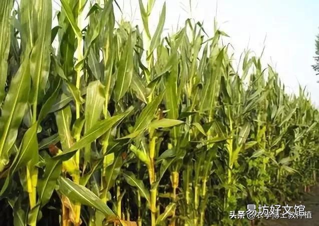 玉米种植要实现高产,田间管理需要注意些什么?