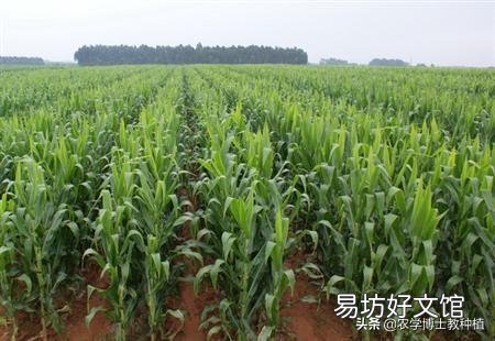 玉米种植要实现高产,田间管理需要注意些什么?