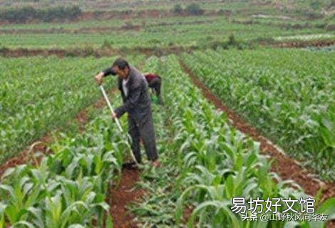 玉米种植要实现高产,田间管理需要注意些什么?