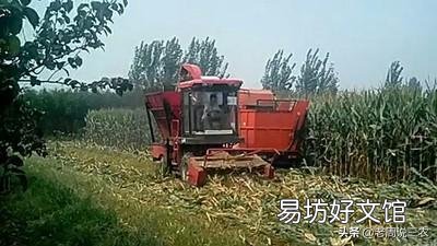 青饲料的主要营养持点是什么?怎样用青饲料制作优质青贮饲料?