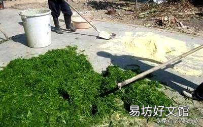 青饲料的主要营养持点是什么?怎样用青饲料制作优质青贮饲料?