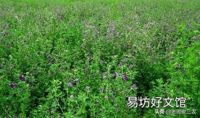 青饲料的主要营养持点是什么?怎样用青饲料制作优质青贮饲料?