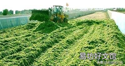 青饲料的主要营养持点是什么?怎样用青饲料制作优质青贮饲料?