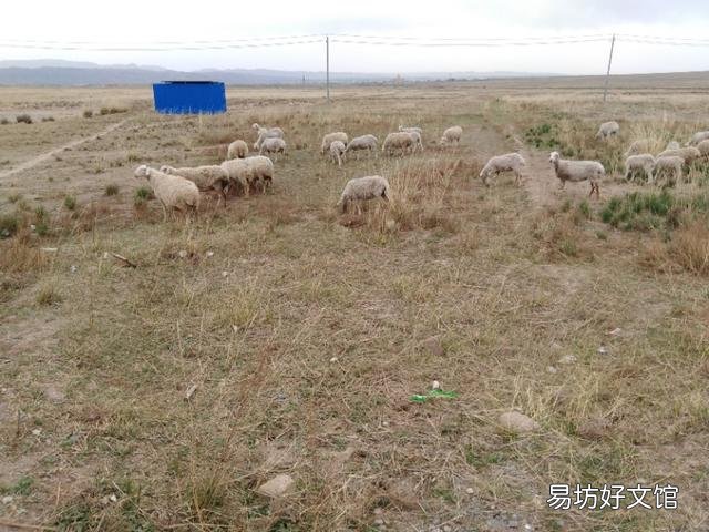 农村如何就地取材制作羊饲料?
