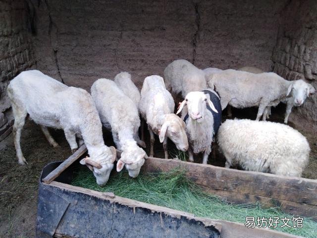 农村如何就地取材制作羊饲料?