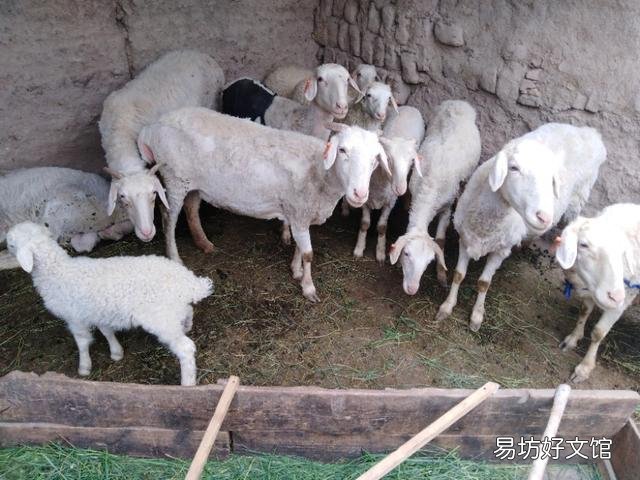 农村如何就地取材制作羊饲料?