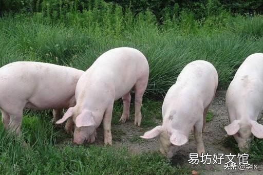 传统的方法养猪,猪肉卖50元一斤,是否有利润?