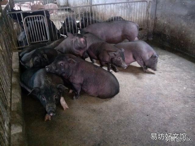 传统的方法养猪,猪肉卖50元一斤,是否有利润?