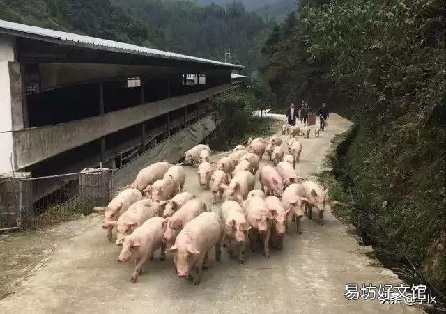 传统的方法养猪,猪肉卖50元一斤,是否有利润?