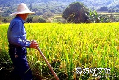 为什么只愿给补贴不愿提高粮价是何道理?