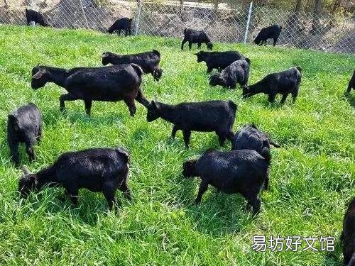 在核桃园里能不能养羊,羊会啃核桃树皮吗?