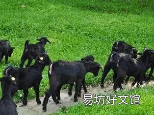 在核桃园里能不能养羊,羊会啃核桃树皮吗?