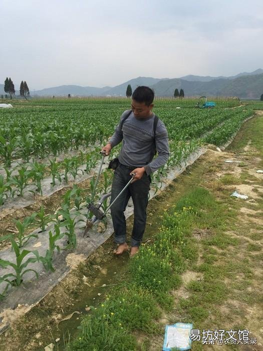 氮素化肥为什么要深施？怎样深施？