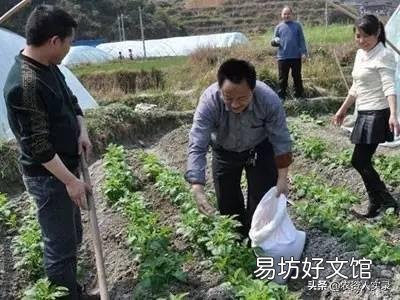 氮素化肥为什么要深施？怎样深施？