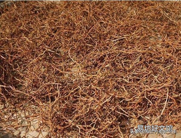 鱼腥草对身体很好,怎么做菜吃能够让更多的人喜欢它?