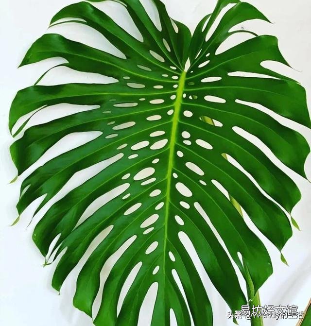 龟背竹花放在室内可以吗?该怎么养护?