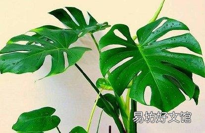 龟背竹花放在室内可以吗?该怎么养护?
