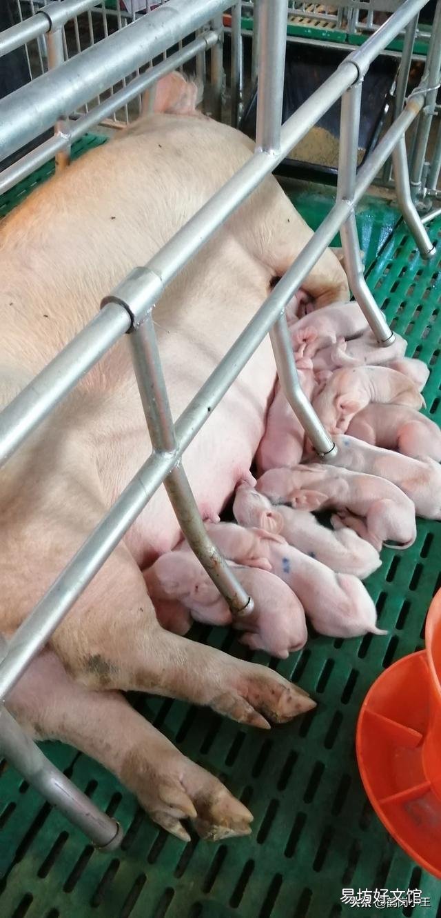 仔猪价为何不降?