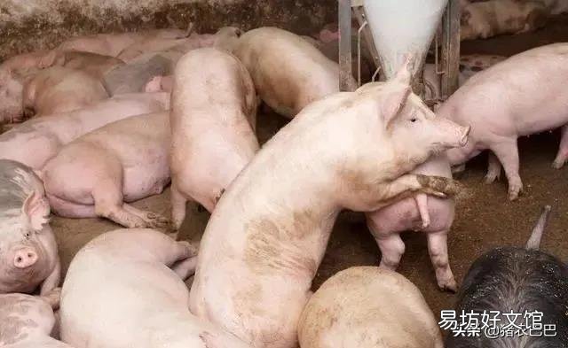 仔猪价为何不降?