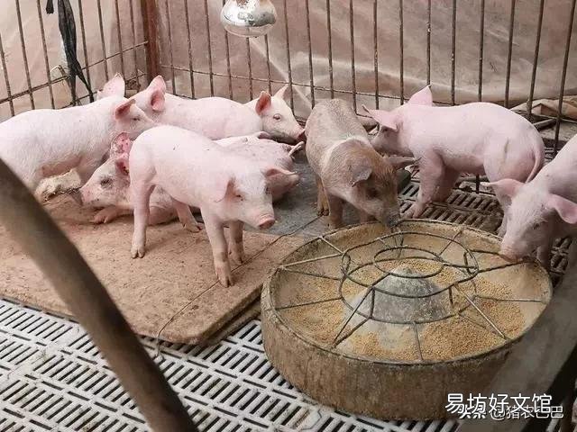 仔猪价为何不降?