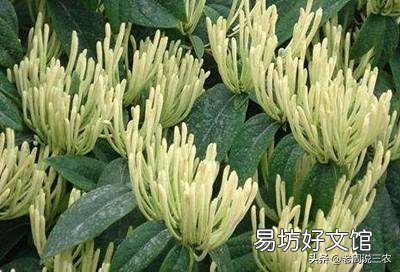 金银花什么时候采摘合适?有什么需要注意的吗?