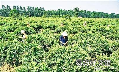 金银花什么时候采摘合适?有什么需要注意的吗?