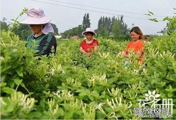 金银花什么时候采摘合适?有什么需要注意的吗?
