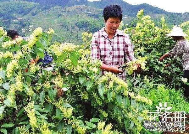 金银花什么时候采摘合适?有什么需要注意的吗?