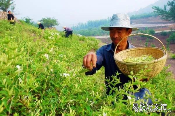 金银花什么时候采摘合适?有什么需要注意的吗?