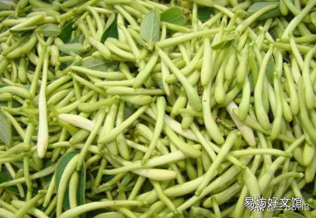 金银花什么时候采摘合适?有什么需要注意的吗?