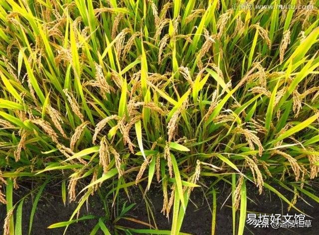 农村水田里出现水锈,有什么办法解决?