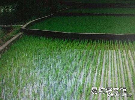 农村水田里出现水锈,有什么办法解决?